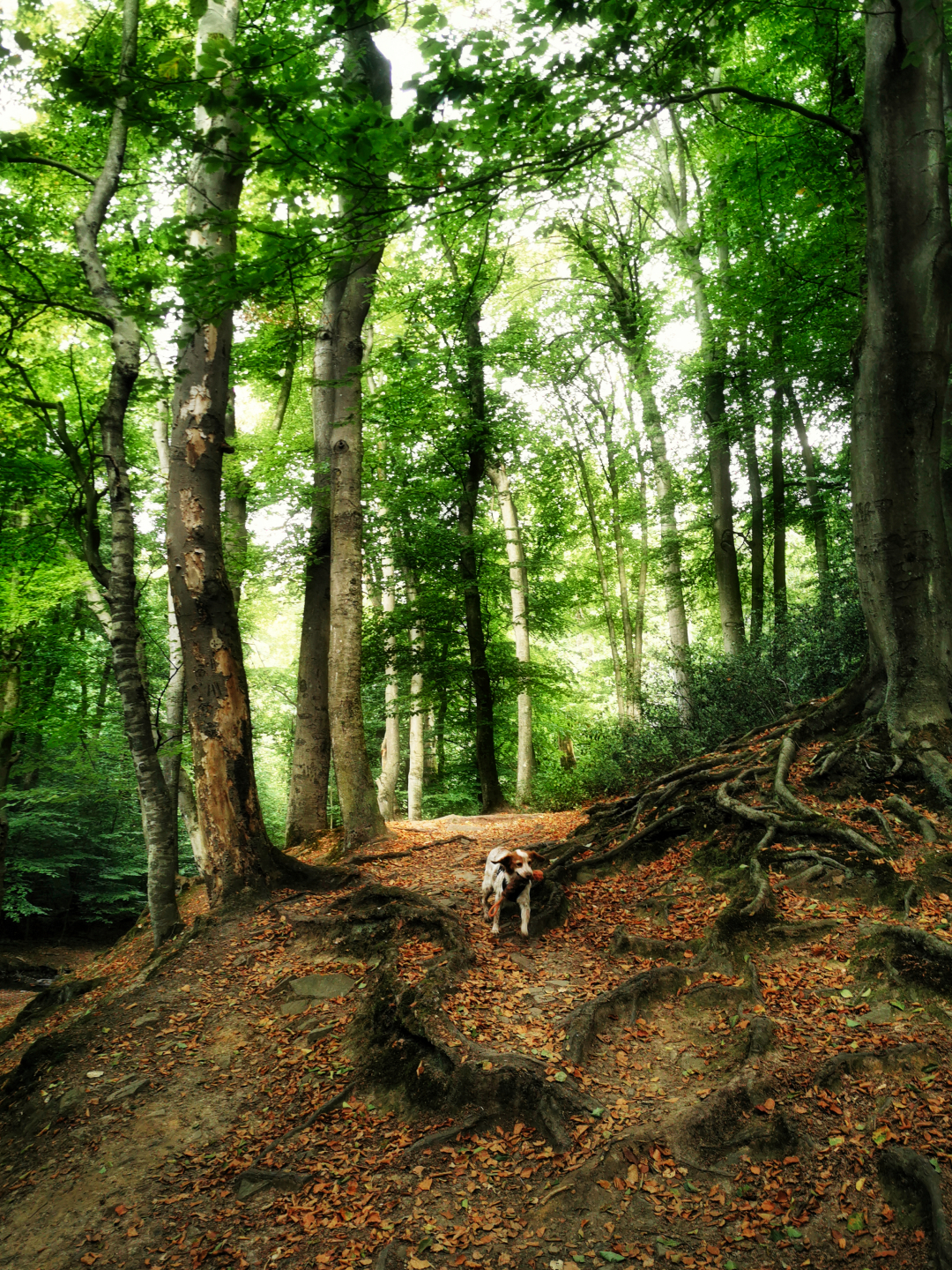 Im Vordergrund verläuft ein schmaler, von Wurzeln durchzogener Waldweg, auf dem ein Hund mit weiß-braunem Fell herangestürmt kommt. Der Weg führt durch einen dichten Laubwald mit hohen, geraden Bäumen und üppigem grünen Blätterdach. Sonnenlicht fällt durch das Laub und erzeugt helle und dunkle Bereiche auf dem Waldboden.