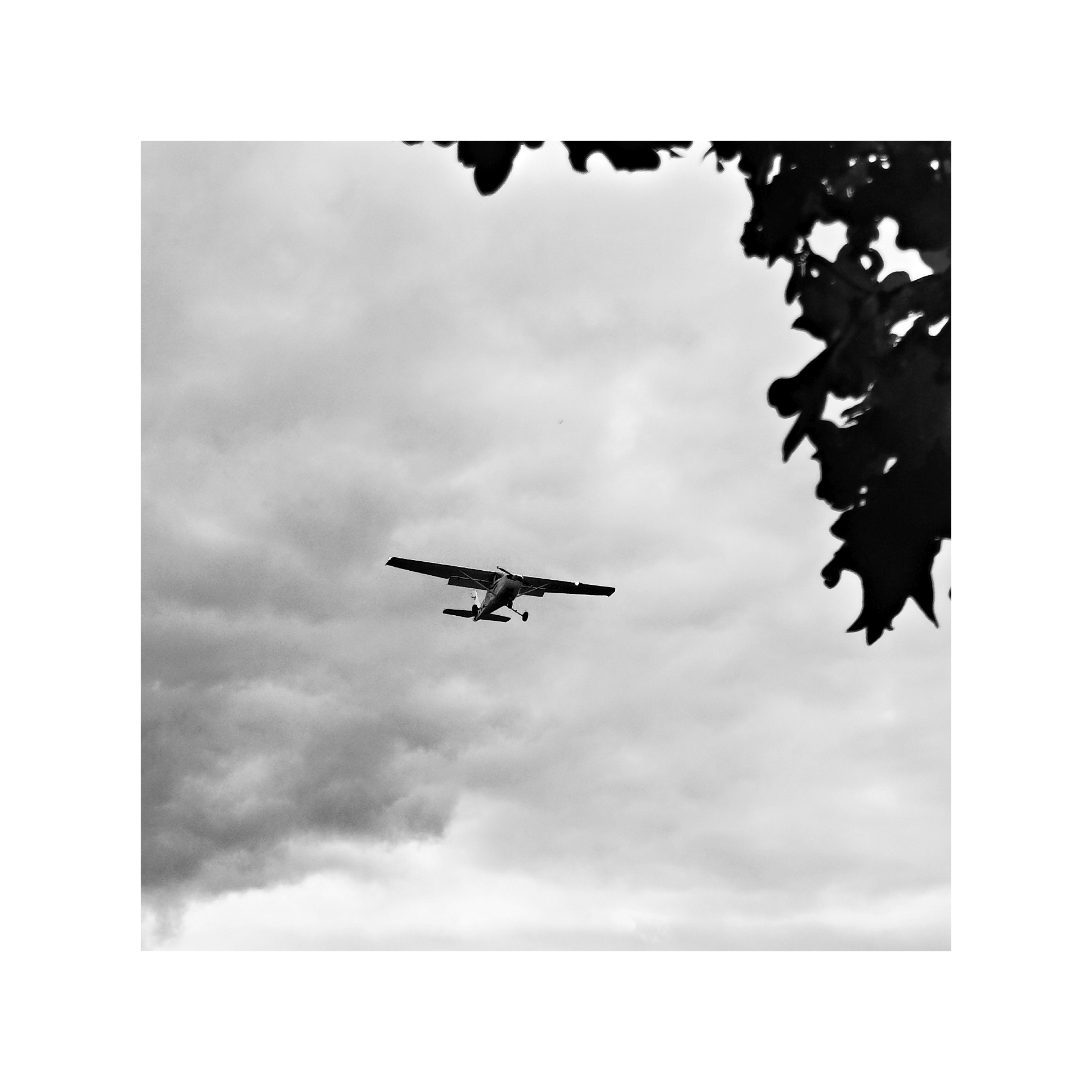 Ein kleines Propellerflugzeug mit festem Fahrwerk fliegt unter einer dichten Wolkendecke. Im Vordergrund ragen dunkle Blätter von einem Baum ins Bild. Die Szene wirkt ruhig und kontrastreich.