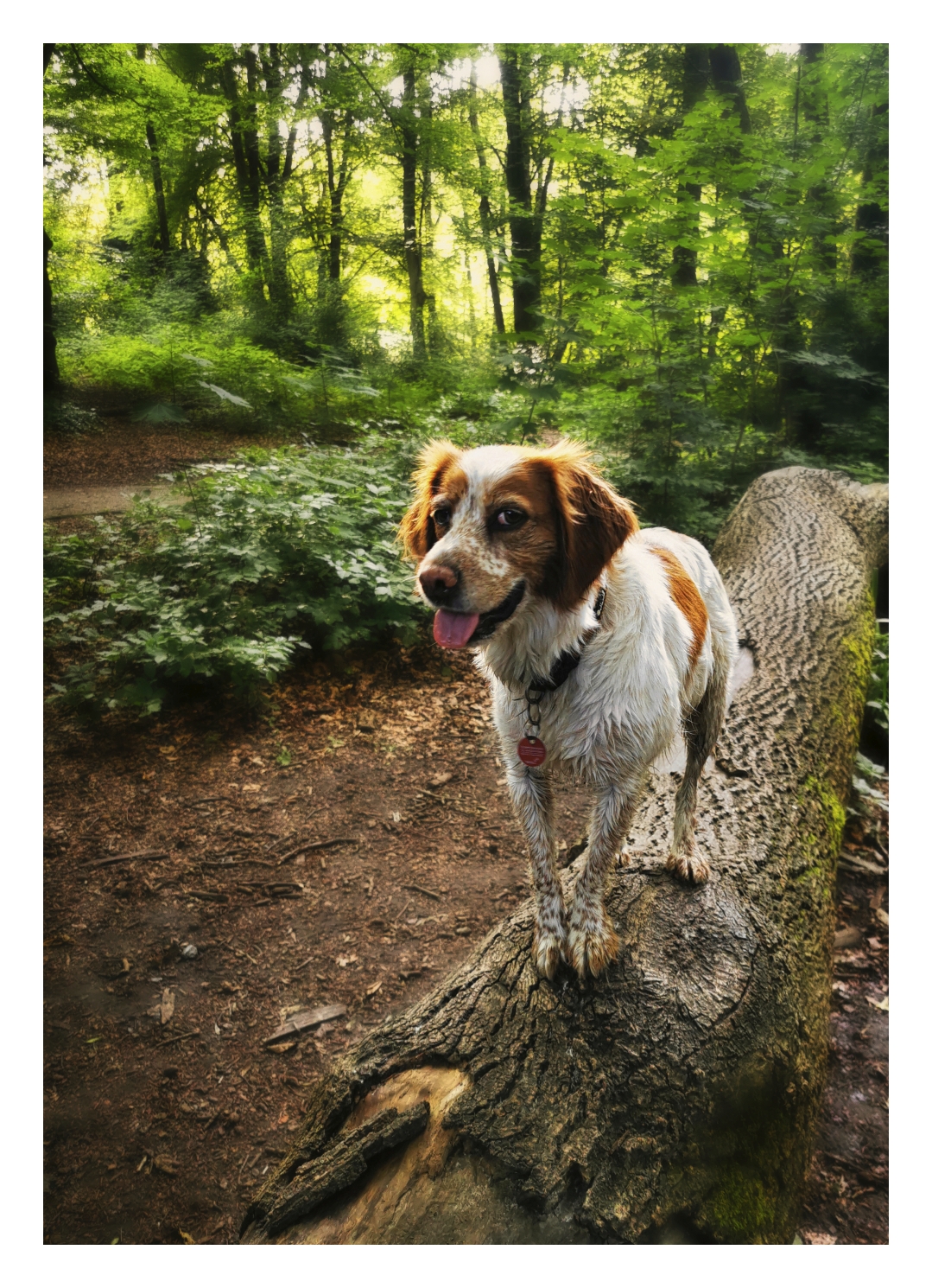 Ein Hund mit braun-weißer Fellzeichnung steht auf einem umgestürzten Baumstamm im Wald. Das Tier blickt mit offenem Maul und heraushängender Zunge in Richtung Kamera. Der Waldboden ist feucht und von Laub bedeckt, im Hintergrund sind dichte grüne Bäume und Sträucher zu sehen. Das Licht fällt durch das Blätterdach und erzeugt helle und dunkle Bereiche.