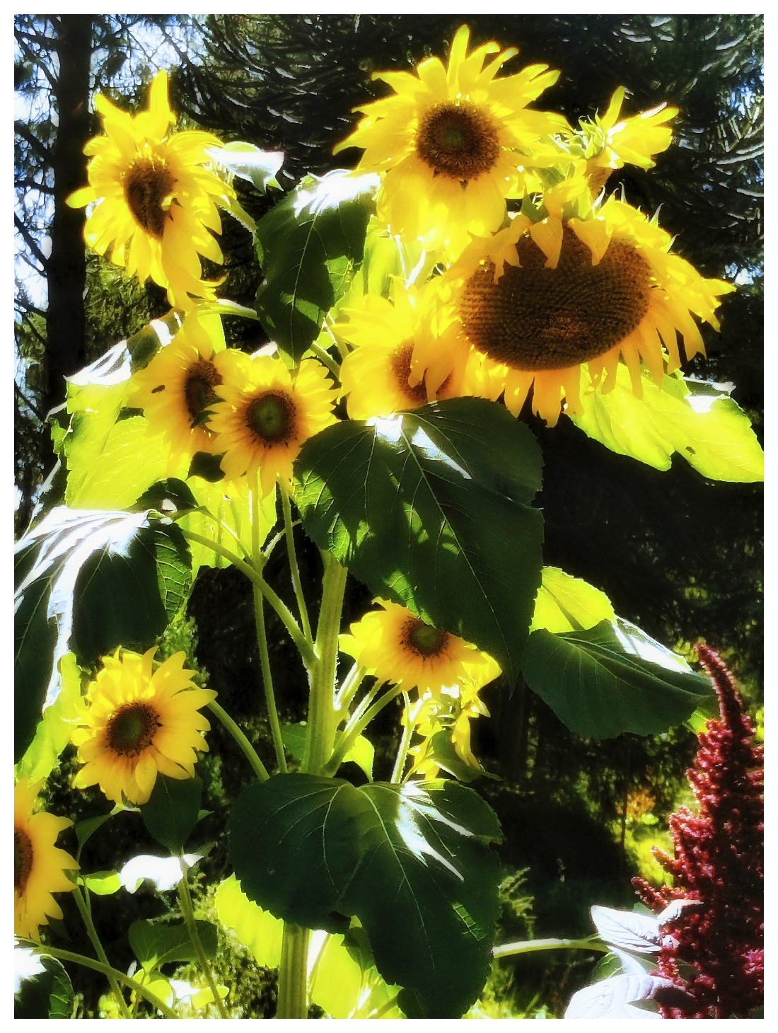 Im Vordergrund stehen mehrere Sonnenblumen mit kräftig gelben Blüten und großen, grünen Blättern. Die Sonnenblumen sind von Sonnenlicht durchflutet, wodurch die Farben besonders leuchtend wirken. Im Hintergrund sind dunkle Nadelbaumzweige und weitere Pflanzen zu erkennen, die einen Kontrast zu den hellen Blüten bilden. Die Szene vermittelt einen Eindruck von Spätsommer, da die Sonnenblumen voll erblüht sind und das Licht warm erscheint.