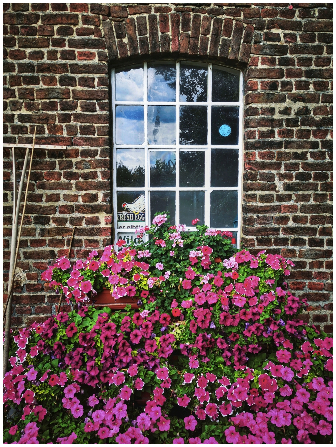 Vor einer Backsteinwand mit einem hohen Sprossenfenster ranken sich zahlreiche pinkfarbene Blüten in einem Blumenkasten. Die Fensterscheiben spiegeln den Himmel mit weißen Wolken. Links neben dem Fenster lehn ein Holzrechen an der Wand. Im Fenster sind undeutlich Gegenstände und ein Schild mit teilweise lesbarem Text 'Frische Eier' und 'Wild' zu erkennen. Die Szene wirkt ländlich, ruhig und farbenfroh.