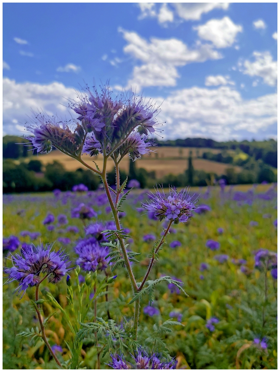 Im Vordergrund steht eine violett blühende Pflanze mit feinen, stacheligen Blütenblättern und filigranen Staubfäden. Im Hintergrund erstreckt sich ein Feld mit weiteren violetten Blüten, dahinter sanfte Hügel mit grünen und gelblichen Flächen. Darüber zieht ein blauer Himmel mit weißen, lockeren Wolken.