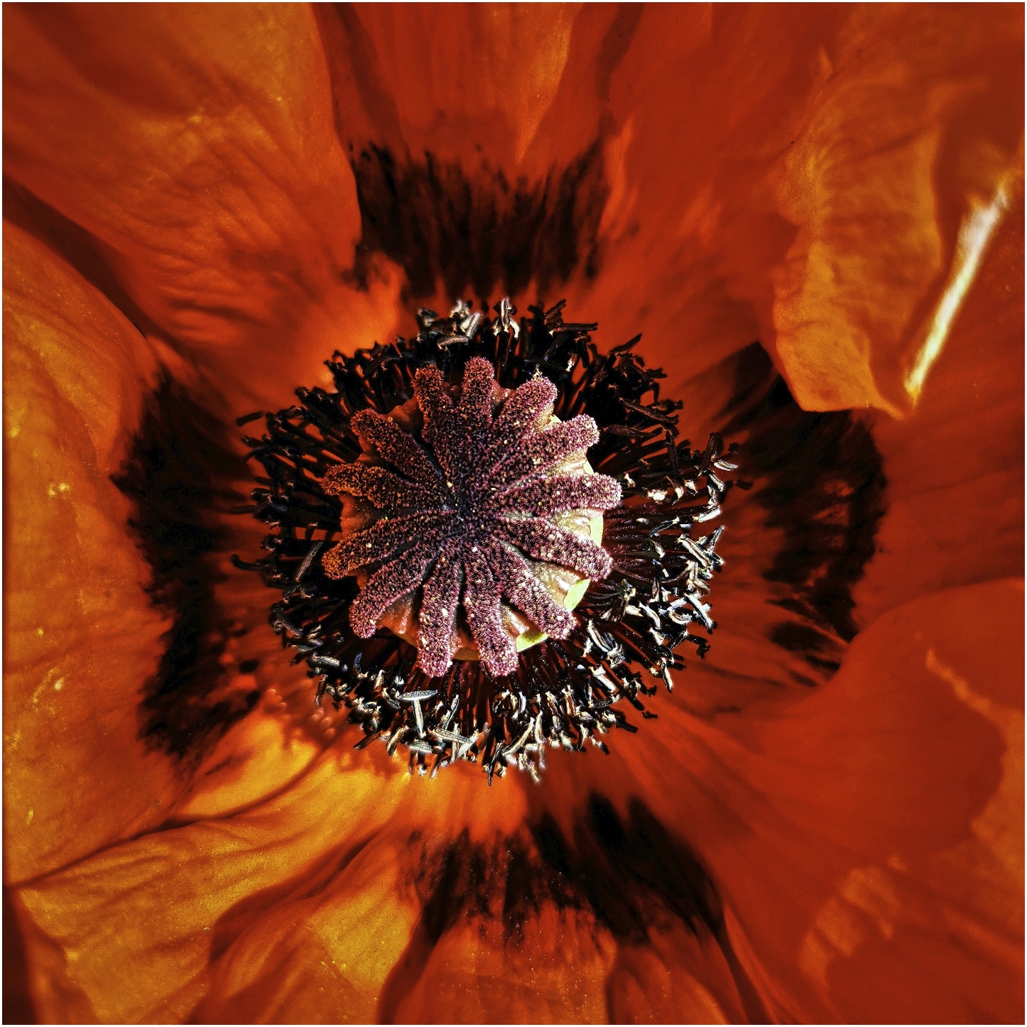 Im Zentrum der Nahaufnahme befindet sich die Blüte einer orangeroten Mohnblume. Die Blütenblätter umrahmen den dunklen, detailreichen Stempel mit feinen Staubgefäßen. Die kräftigen Farben und die scharfe Darstellung betonen die Struktur und Textur der Blume.