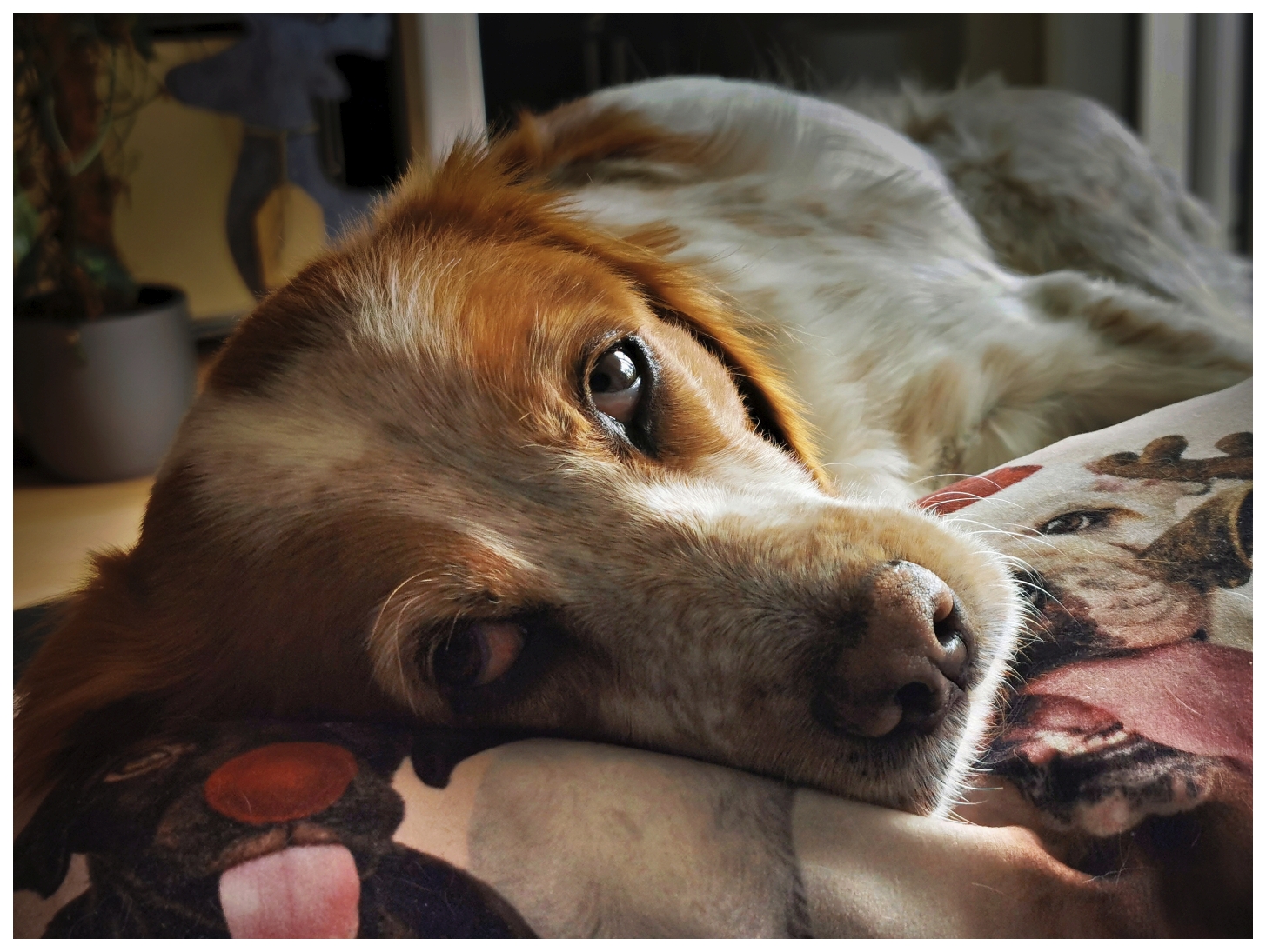 Ein Hund mit braun-weißem Fell liegt auf einem Kissen und blickt ruhig in die Kamera. Das Kissen zeigt ein fotorealistisches Hundemotiv. Im Hintergrund sind unscharf Zimmerdetails und eine Pflanze zu erkennen.