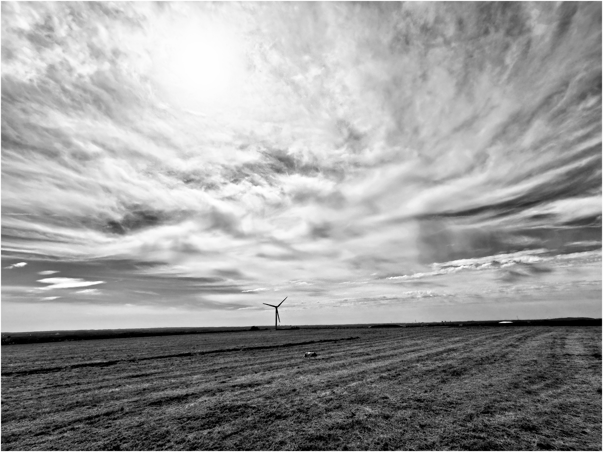 Im Vordergrund erstreckt sich im unteren Bilddrittel eine weitläufige, grasbewachsene Halde. Die restlichen zwei Drittel des Fotos werden vom Himmel dominiert, der mit Schlierenwolken bedeckt ist, die das Sonnenlicht diffus erscheinen lassen. Am Horizont steht ein einzelnes Windrad. Auf der riesigen Grasfläche läuft ein mittelgroßer Hund, der in derFläche kaum auszumachen ist.