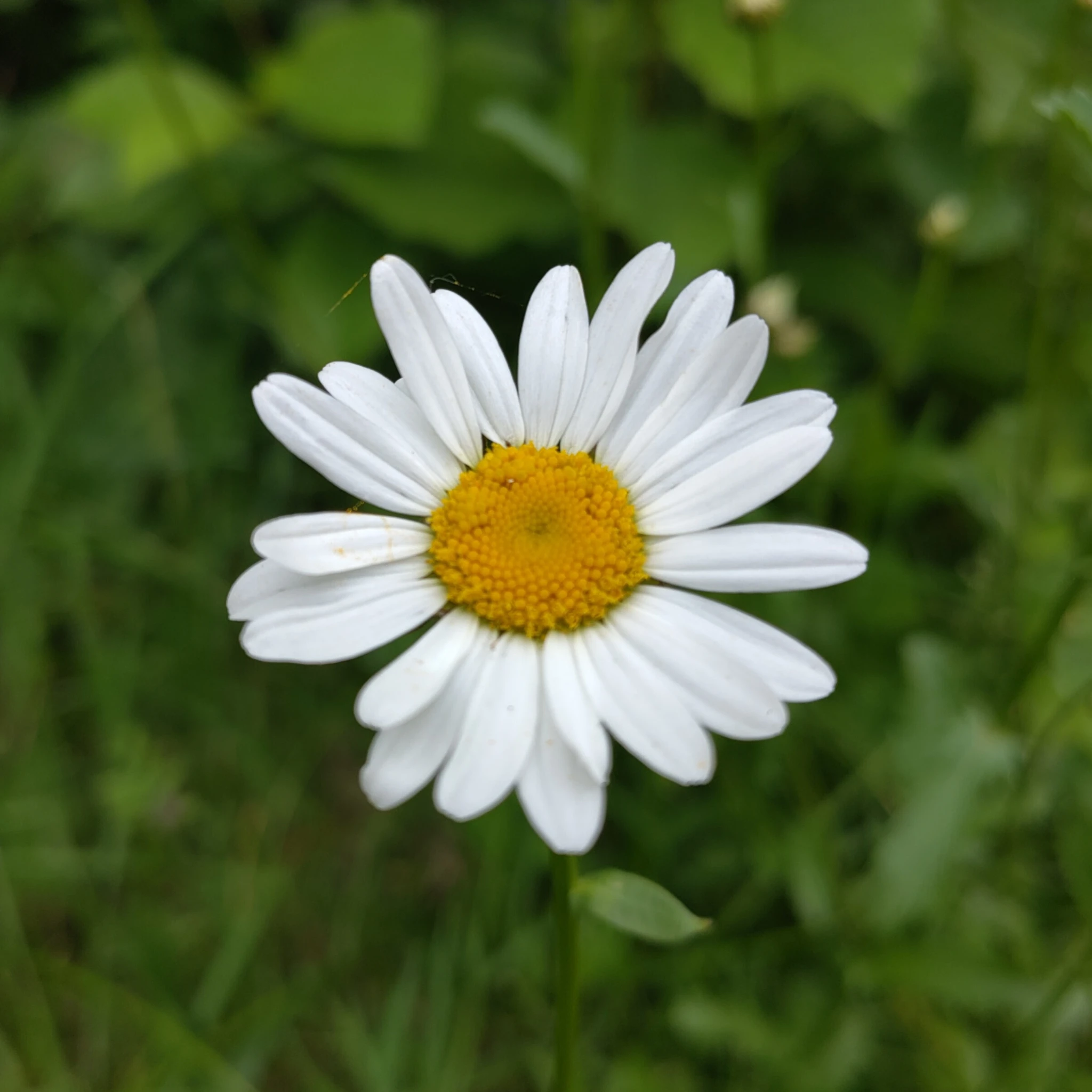 floh@federation.network