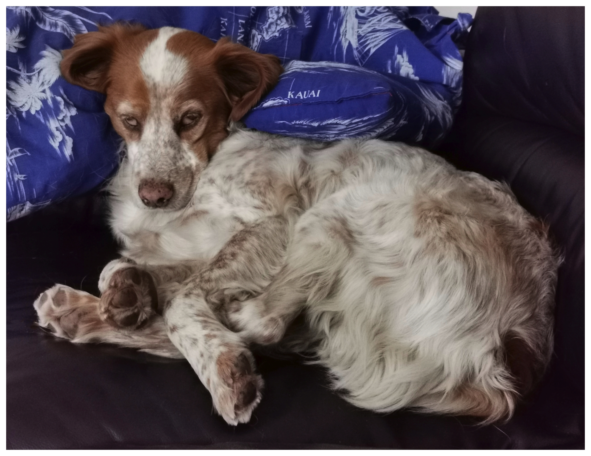 Ein mittelgroßer Hund mit braun-weißem Fell liegt zusammengerollt auf einem dunklen Sofa. Der Kopf ruht auf einem blauen Kissen mit weißem Muster. Die Augen sind halb geschlossen, die Ohren hängen seitlich herab. Das Fell ist an den Beinen und am Körper leicht gewellt und zeigt braune Flecken. Der Gesichtsausdruck ähnelt einem genervt dreinblickenden Hund, der gerade geweckt worden ist und der fragenden Mimik 'was denn, sooo früh?'