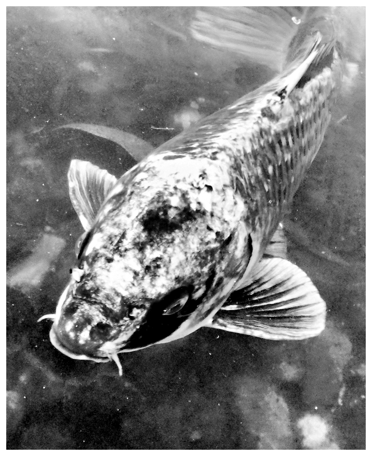 Ein Koi-Karpfen schwimmt in einem Gewässer. Die Nahaufnahme zeigt den Fisch von schräg oben, wobei die charakteristische Kopfform, die Barteln und die Flossen deutlich erkennbar sind. Das Schuppenmuster und die kontrastreichen Farbabstufungen sind in der schwarz-weißen Darstellung gut sichtbar. Der Hintergrund bleibt unscharf und hebt den Koi-Karpfen hervor.