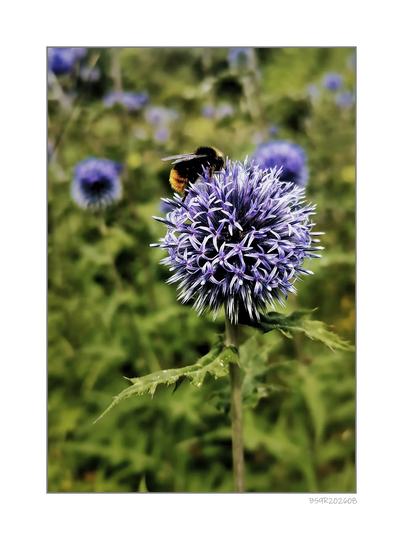 Im Vordergrund steht eine violette, kugelförmige Blüte mit zahlreichen feinen, stachelartigen Blütenblättern. Auf der Blüte sitzt eine Hummel mit schwarzem und gelbem Körper. Der Hintergrund zeigt weitere unscharfe, ähnliche Blüten und grüne Vegetation.