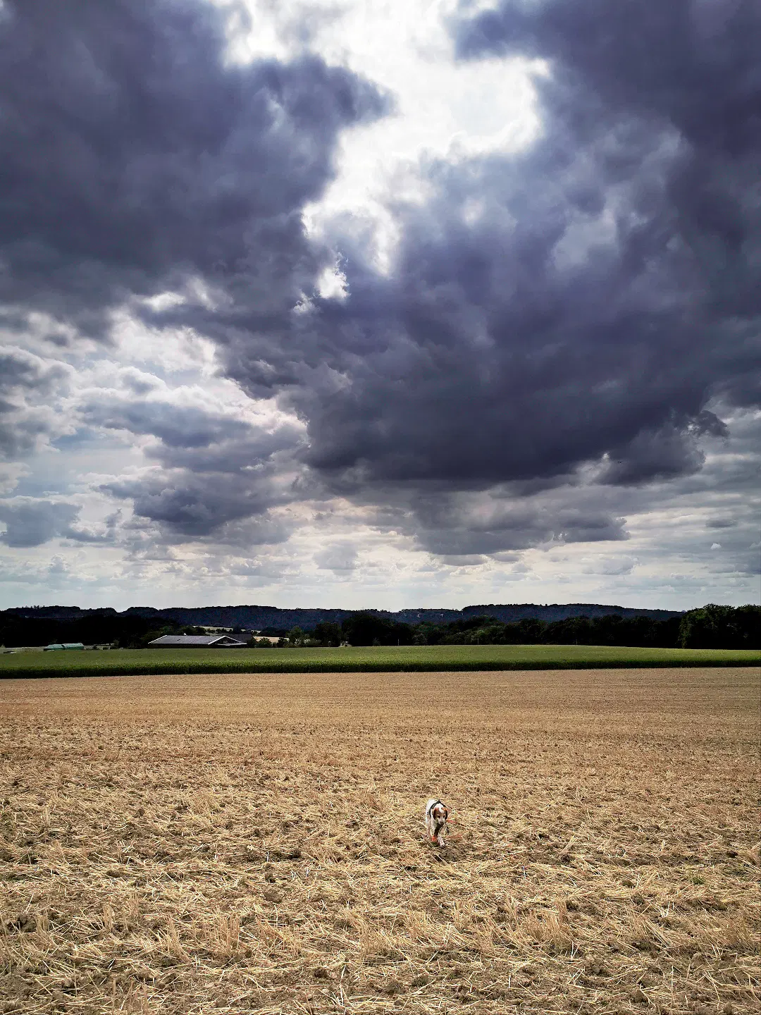Ein weitläufig abgeerntetes Feld mit kurzem, trockenem Getreidehalmen erstreckt sich im Vordergrund. Am unteren Bildrand befindet sich ein mittelgroßer Hund mit hellem Fell, der in Richtung Kamera läuft und einen Gegenstand in seinem Fang trägt. Der Himmel ist von dunklen, dramatischen Wolken bedeckt, durch die ein heller Lichtstreifen bricht. Im Hintergrund sind niedrige Gebäude und eine Baumreihe zu erkennen.