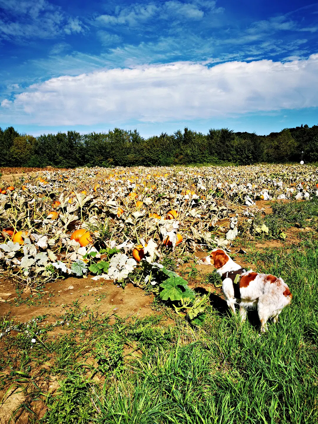 Im Vordergrund steht ein Hund mit braun-weißer Fellzeichnung auf einer grünen Wiese. Dahinter erstreckt sich ein großes Kürbisfeld mit zahlreichen orangefarbenen Kürbissen zwischen grünen und teilweise vertrockneten Blättern. Am Horizont sind Bäume zu sehen, darüber ein blauer Himmel mit weißen Wolken.