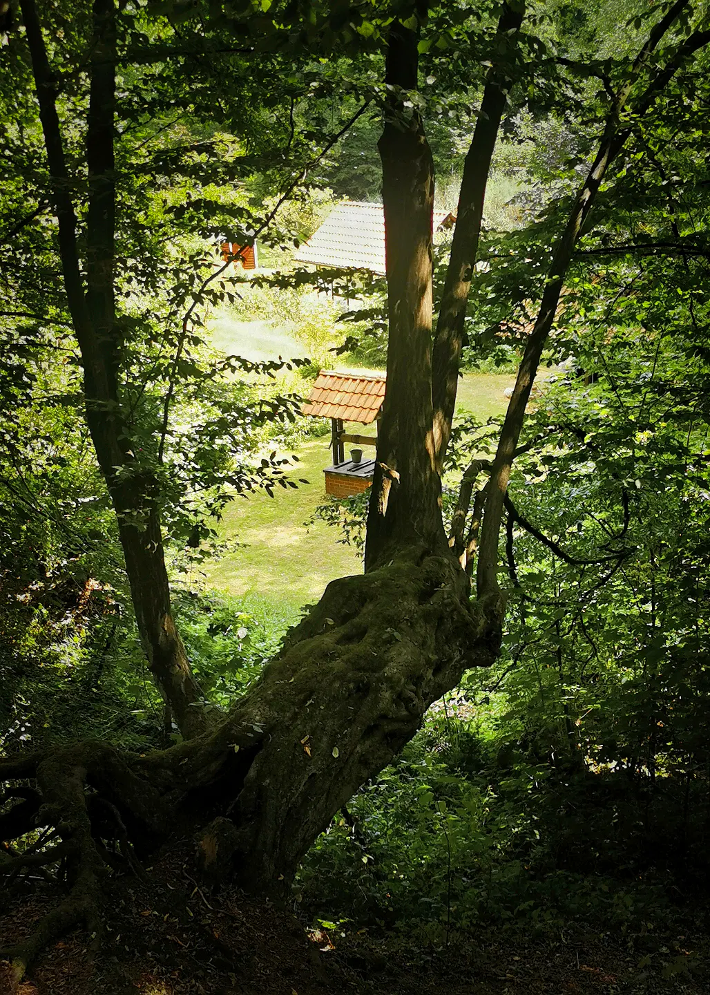 In Hanglage im Vordergrund steht ein großer, moosbedeckter Baum mit ausladendem Stamm und mehreren Ästen, die nach oben wachsen. Durch das dichte Blätterdach fällt Sonnenlicht auf den Boden. Im Bildzentrum etwas weiter entfernt ist eine Wiese mit einem Ziehbrunnen und zwei weiteren Gebäuden mit roten Ziegeldächern zu sehen, die teilweise von Bäumen verdeckt werden. Die Szene wirkt ruhig und naturnah.