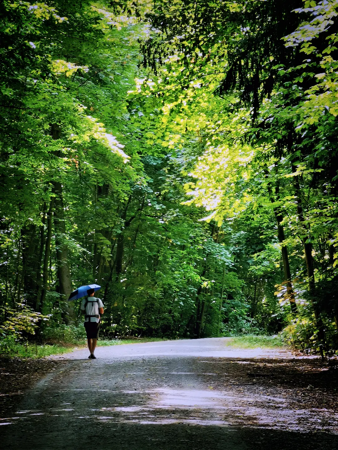 Eine Person mit einem Rucksack und einem blauen Regenschirm geht auf einem von Bäumen gesäumten Waldweg. Das Sonnenlicht fällt durch das dichte grüne Blätterdach und erzeugt helle und schattige Bereiche auf dem Weg. Die Szene wirkt ruhig und naturverbunden.