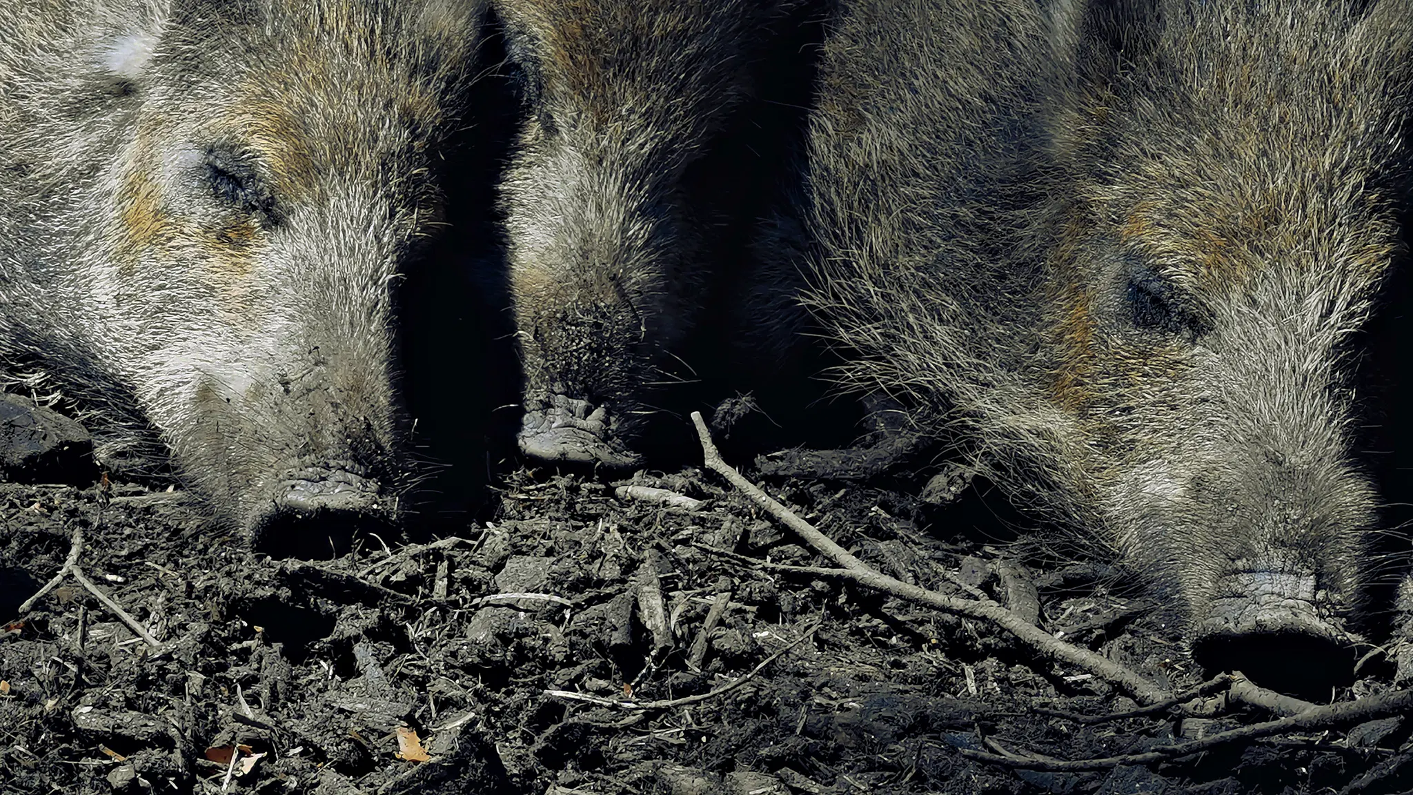Drei Wildschweine mit borstigem Fell und dunklen Schnauzen liegen schlafend dicht nebeneinander auf lehmigem Waldboden, der von trockenen Ästen und aufgewühlter Erde bedeckt ist. Die Kopfpartie der drei Tiere nimmt fast das gesamte Bild ein, Details wie die Struktur des Fells und die Form der Schnauzen sind deutlich erkennbar.