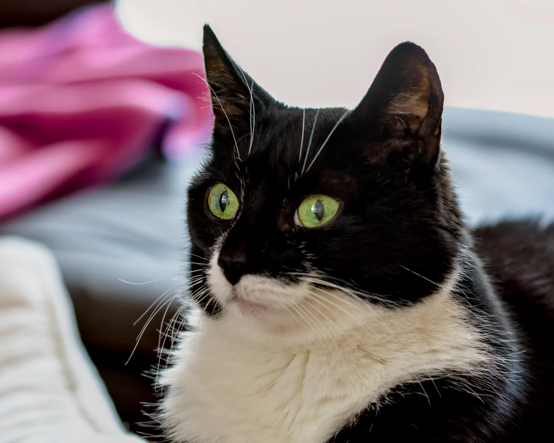 Portrait meiner Kellnerkatze Micky. Die grünen Augen sind weit geöffnet und die Ohren stehen hoch. Sie liegt auf einem Haufen gemütlicher Decken und hat ganz offensichtlich gute Laune.