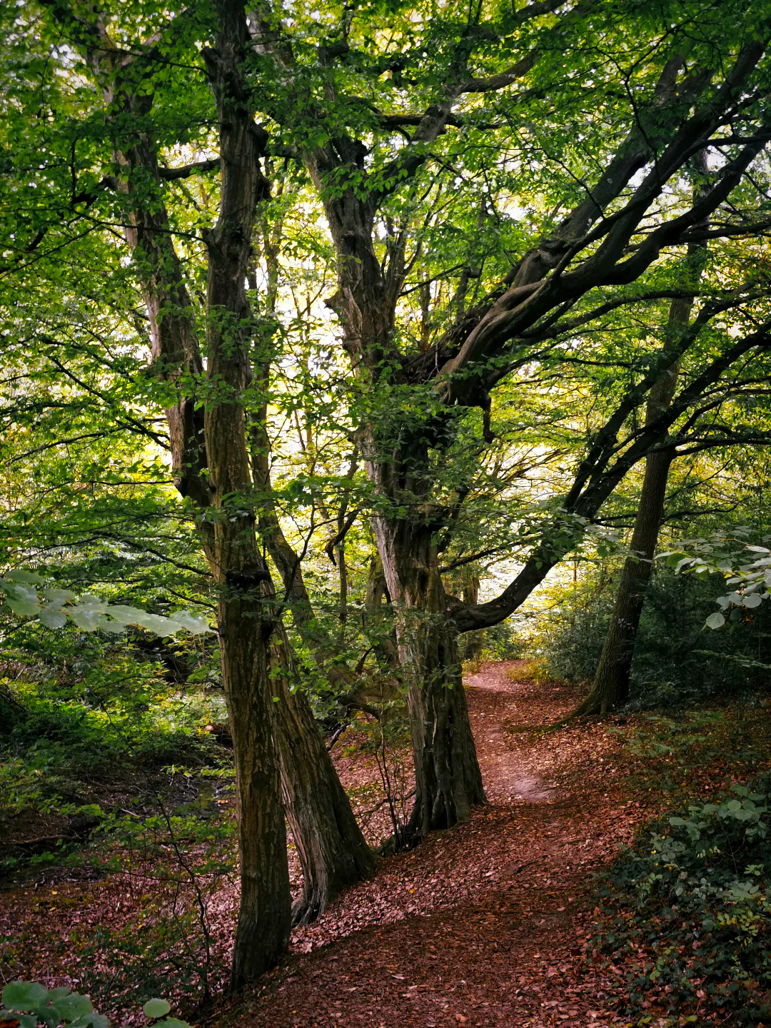 Ein schmaler, mit Laub bedeckter Pfad schlängelt sich durch einen dichten, grünen Laubwald. Mehrstämmige Bäume mit ausladenden Ästen spenden Schatten und lassen gefiltertes Licht auf den Weg fallen. Im Hintergrund setzt sich das dichte Blattwerk fort, während der Waldboden von Blättern und vereinzeltem Unterholz bedeckt ist.