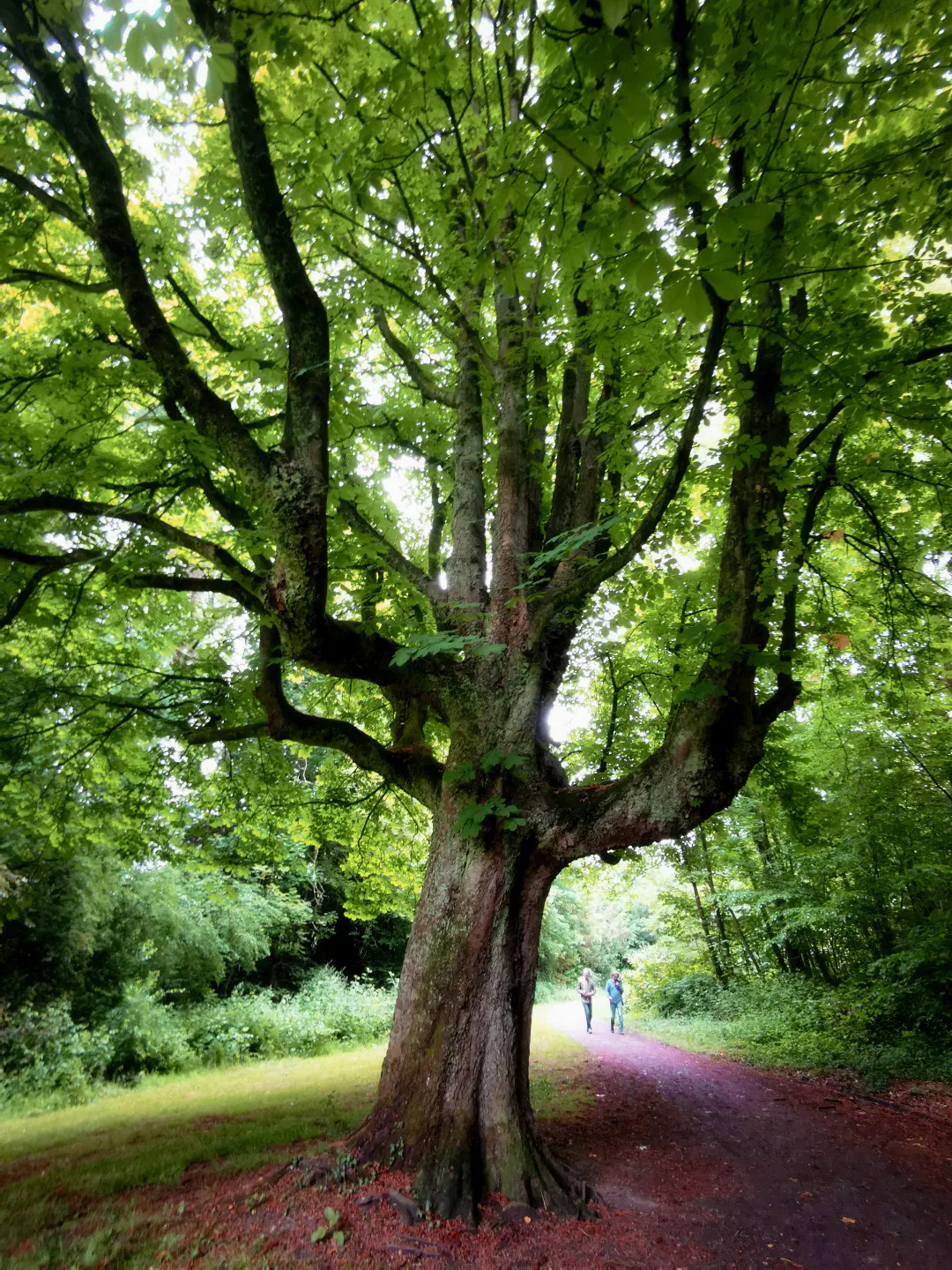 Im Vordergrund steht ein großer Baum mit ausladenden Ästen und dichter, grüner Belaubung. Der Baum wächst direkt am Rand eines schmalen, dunklen Weges, der sich durch eine parkähnliche Landschaft zieht. Im Hintergrund sind zwei Personen zu sehen, die auf dem Weg spazieren. Die Umgebung ist von üppigem Grün und dichter Vegetation geprägt.