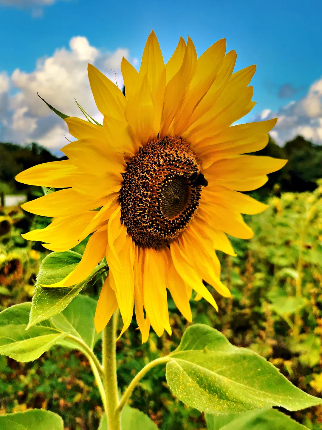 Eine große Sonnenblume mit kräftig gelben Blütenblättern steht im Vordergrund. Die Blüte ist vollständig geöffnet und zeigt die dunkle Mitte mit feiner Struktur. Im Hintergrund sind weitere Sonnenblumen und grüne Blätter zu erkennen, darüber ein blauer Himmel mit weißen Wolken.