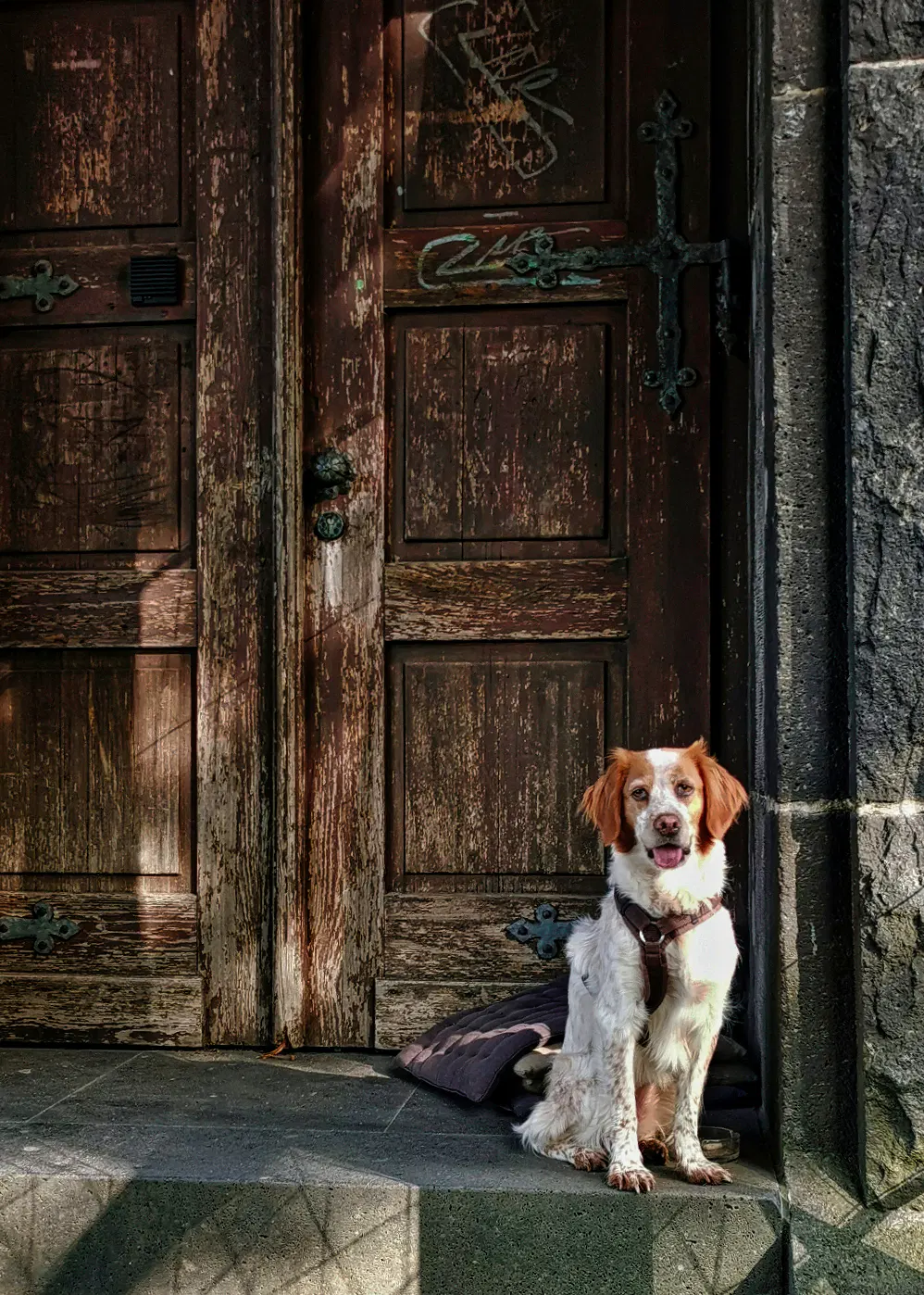Ein weißer Hund mit braunen Ohren sitzt vor einer alten, dunkelbraunen Holztür mit sichtbaren Gebrauchsspuren. Die Tür ist mit dekorativen Metallbeschlägen versehen und steht in einer steinernen Wand. Der Hund trägt ein Halsband und blickt aufmerksam nach vorne. Sonnenlicht fällt teilweise auf die Szene und erzeugt Schatten auf Tür und Boden.