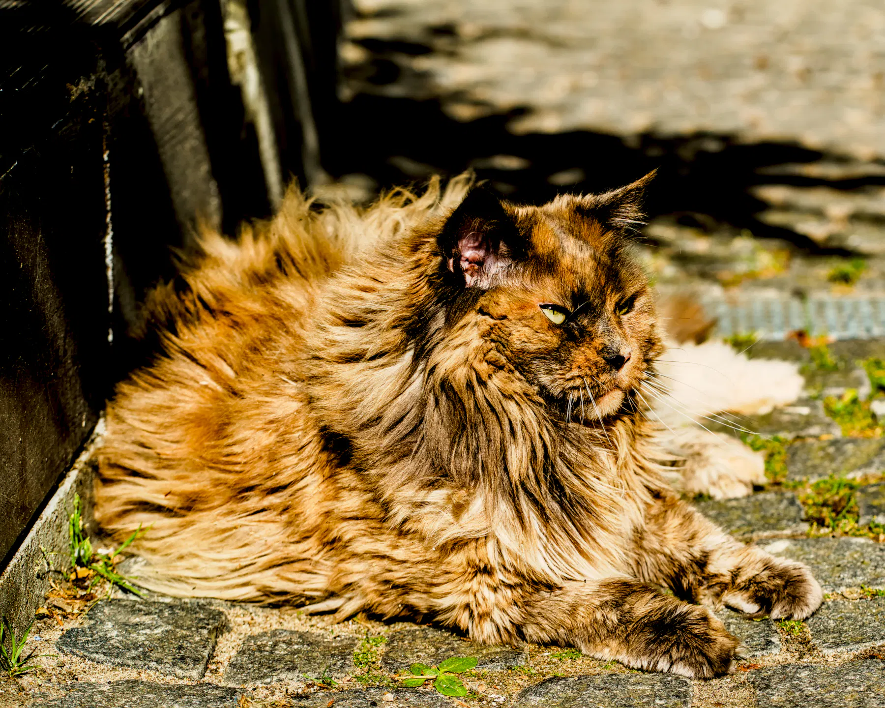 Eine Norwegische Waldkatze (oder eine Maine Coon) liegt auf dem Kopfsteinpflaster einer Hofeinfahrt und lässt sich in der Sonne braten. 
Das Fell ist lang, in verschiedenen Brauntönen, der Blick der Katze geht entspannt nach rechts aus dem Bild.