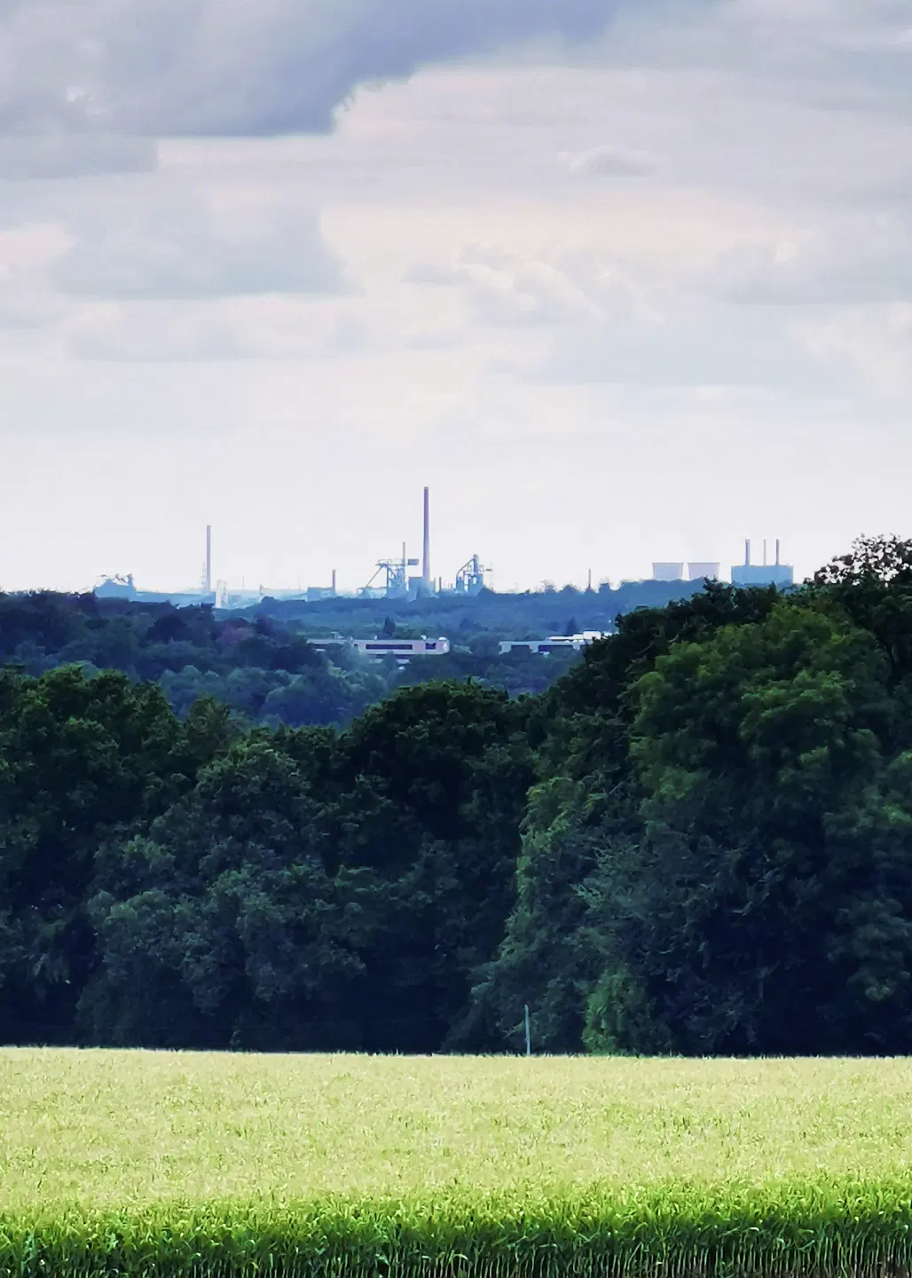 Im Vordergrund erstreckt sich eine helles, gleichmäßig bewachsenes Feld. Dahinter folgt eine dichte Baumreihe mit kräftigem Grün. Im Hintergrund sind Industrieanlagen mit mehreren Schornsteinen und metallischen Strukturen links am Horizont zu erkennen, die sich gegen einen bewölkten Himmel abzeichnen.