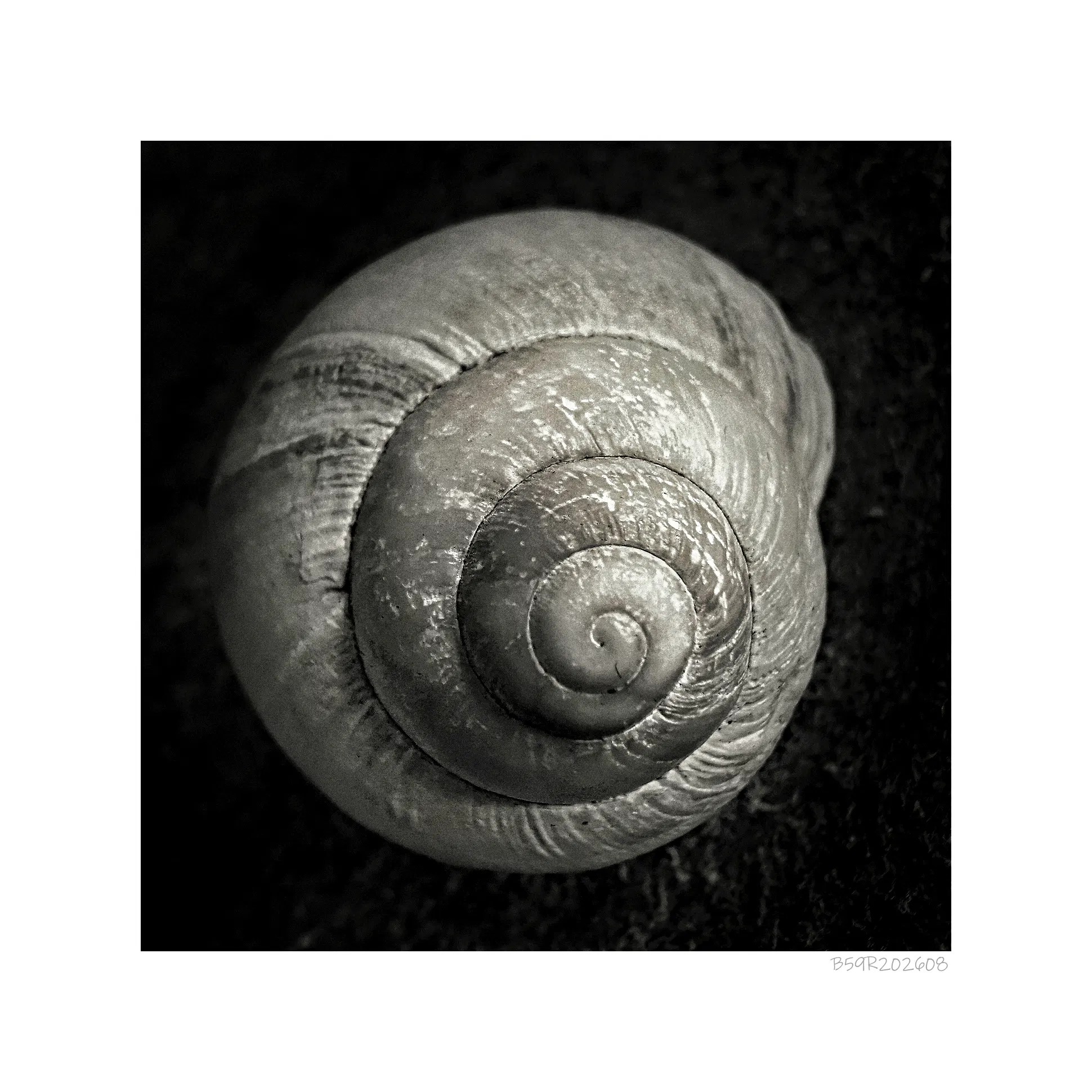 Im Mittelpunkt der Nahaufnahme steht das spiralförmige Haus einer Weinbergschnecke. Die Oberfläche zeigt feine, parallel verlaufende Linien, die wie eine Naht wirken und die Spiralform betonen. Das Bild ist in schwarz-weiß gehalten, wodurch die Textur und die Details der Spiralform besonders hervorgehoben werden. Der Hintergrund ist dunkel und kontrastiert deutlich mit dem helleren Objekt.