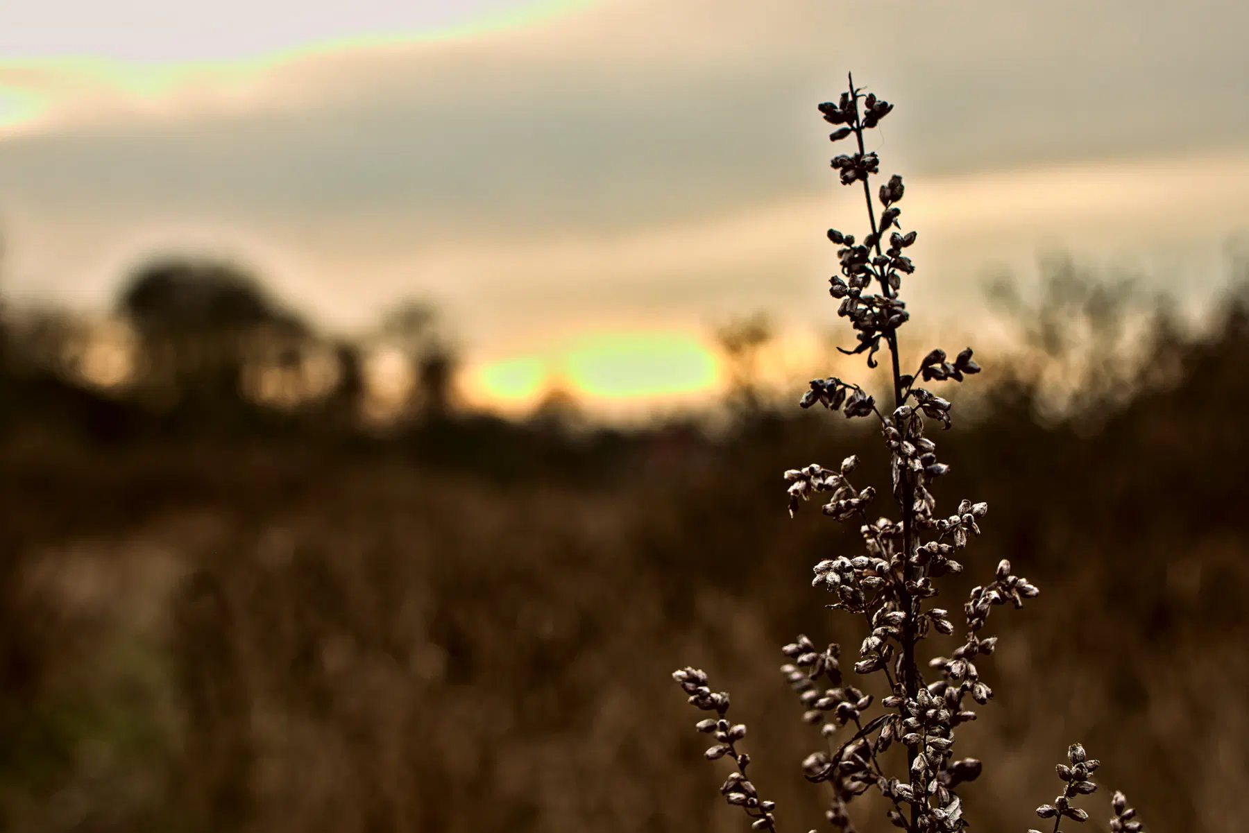 Der Samenstand irgendeines Grases steht klar im Vordergrund des Bildes. Im Hintergrund ist unscharf der Rest der wilden Wiese zu sehen. Am Horizont geht die Sonne goldgelb unter einem bewölkten Himmel unter.