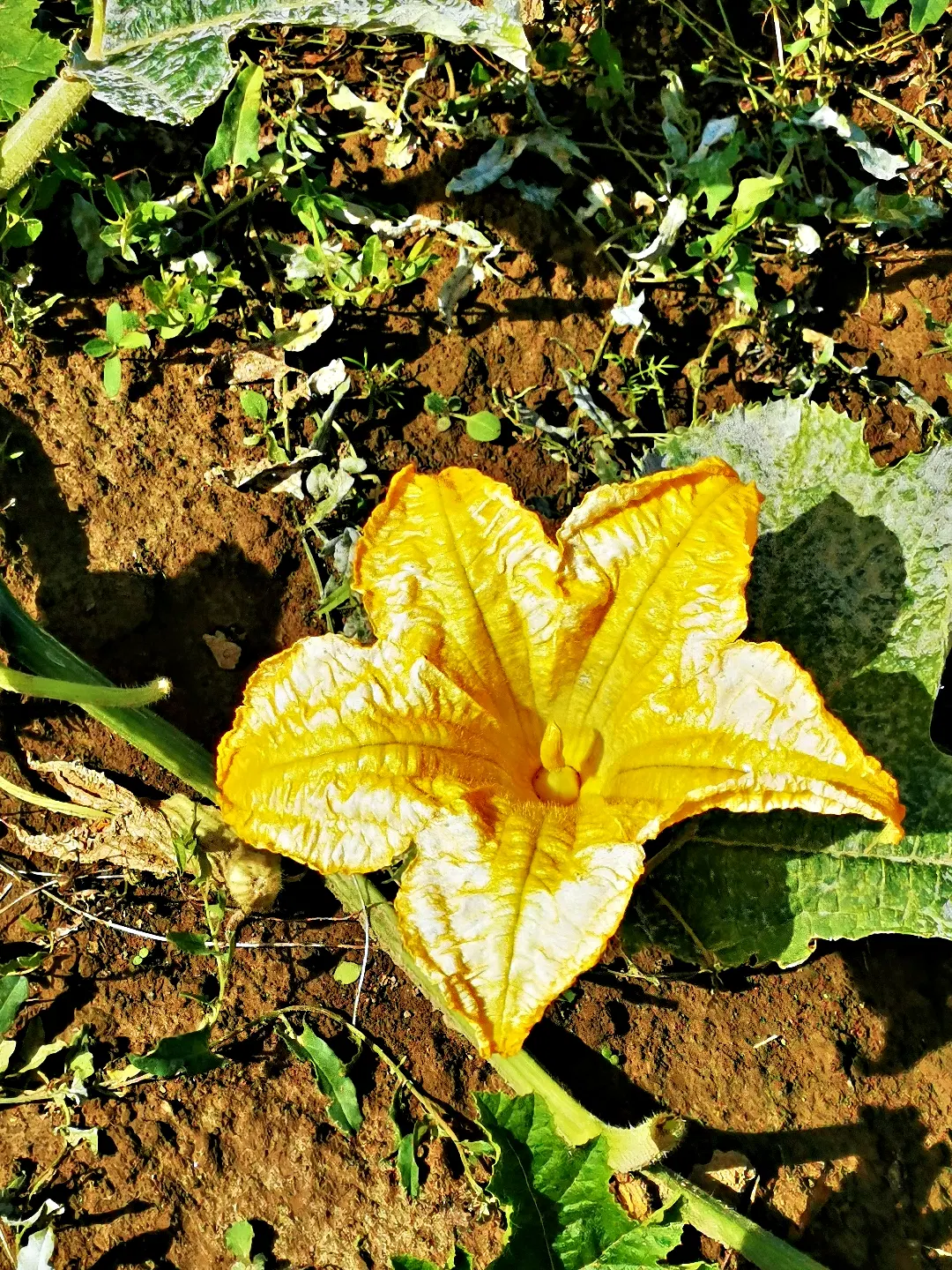 Im Mittelpunkt steht eine große, gelbe Kürbisblüte mit ausgeprägten, welligen Blütenblättern. Die Blüte liegt auf dunkler, lockerer Erde und ist von grünen, teilweise fleckigen Kürbisblättern sowie kleinen Pflanzen umgeben. Die kräftige Farbe und die Struktur der Blüte heben sich deutlich vom Hintergrund ab.