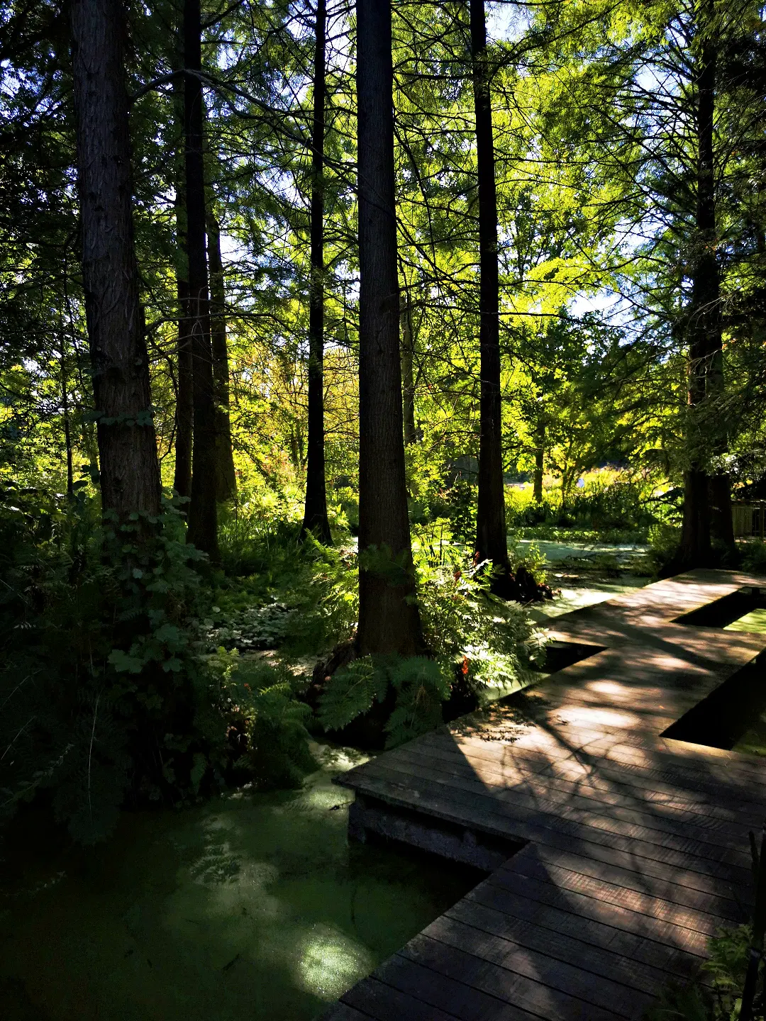 Ein schmaler Holzsteg führt über einen Tümpel durch einen lichten Wald mit hohen, geraden Bäumen. Sonnenlicht fällt durch das dichte Blätterdach und erzeugt helle und dunkle Flecken auf dem Boden und dem Steg. Am Rand wachsen Farne und andere grüne Pflanzen, das Wasser neben dem Steg ist überwiegend von Grünalgen bedeckt. Die Szene wirkt ruhig und naturbelassen.