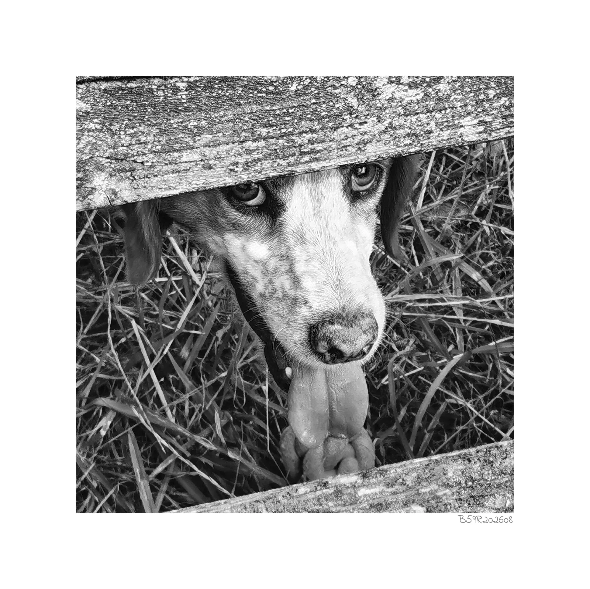 Dieses eindrucksvolle Schwarz-Weiß-Porträt zeigt einen neugierigen Hund, der seinen Kopf durch eine Lücke zweier Holzplanken der Rückenlehne einer Sitzbank steckt und den Betrachter mit einem direkten, leicht sehnsüchtigen Blick sowie herausgestreckter Zunge fixiert.

Die Komposition des Bildes ist auf das zentrale Motiv des Hundekopfes fokussiert, der den Bereich zwischen zwei horizontalen Bankplanken ausfüllt. Der Hund ist frontal ausgerichtet, wobei sein Gesicht fast die gesamte Lücke einnimmt, was eine unmittelbare Nähe zum Betrachter erzeugt. Die Anordnung schafft eine starke vertikale Achse, die den Blick direkt auf die Augen und die Schnauze des Tieres lenkt, während die rauen Holzbretter einen natürlichen Rahmen bilden, der den Ausdruck des Tieres betont.

Der Hund zeichnet sich durch ein ausdrucksstarkes Gesicht mit tiefen, klugen Augen aus, die eine sanfte, fast menschliche Melancholie ausstrahlen. Sein Fell scheint kurz und dicht zu sein, mit feinen Texturen, die besonders u