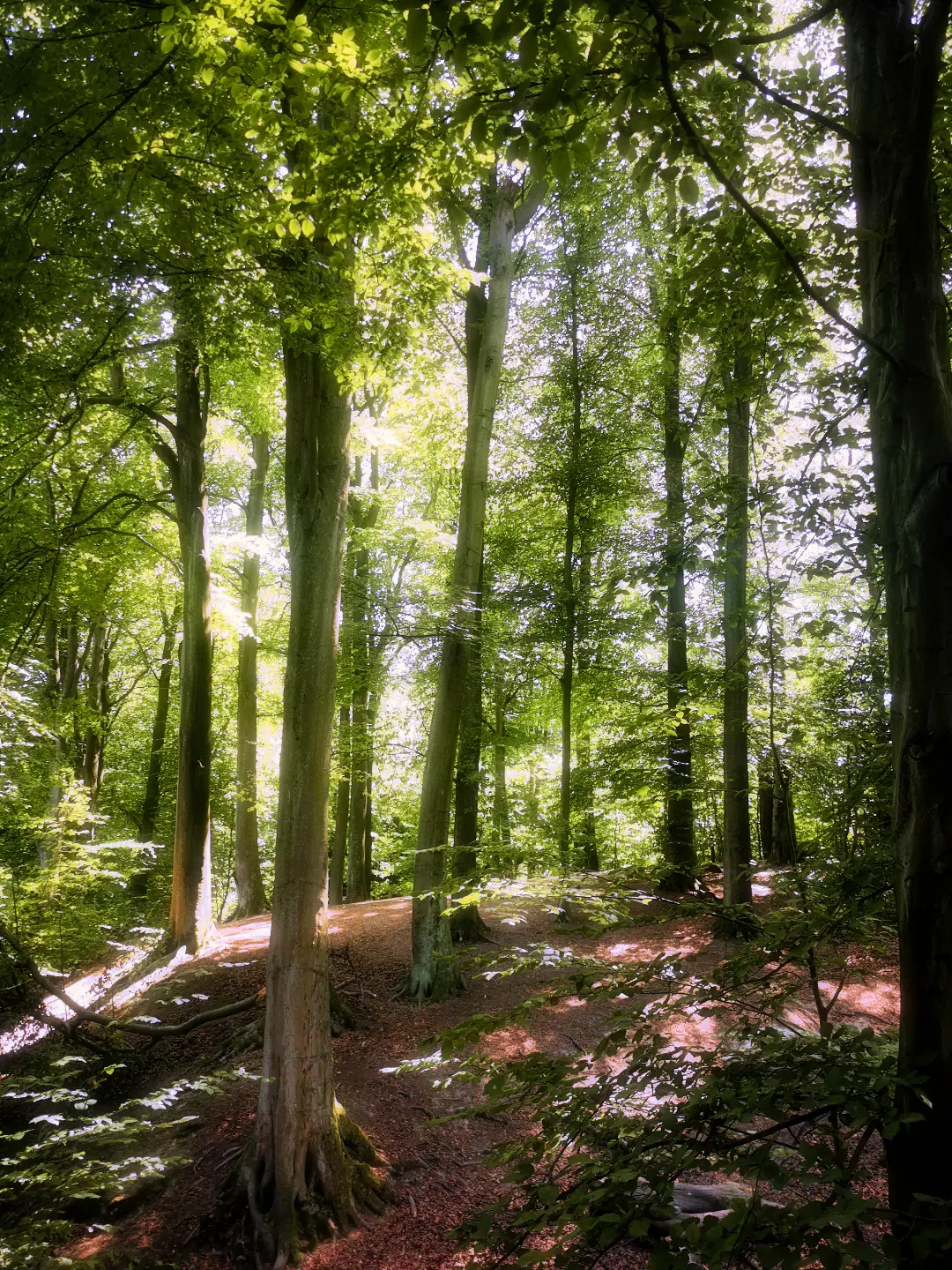 Sonnenlicht fällt durch das dichte Blätterdach eines hügeligen Waldes und beleuchtet den Waldboden. Hohe, gerade Bäume mit glatter Rinde stehen licht beieinander. Das Sonnenlicht erzeugt helle und dunkle Flecken auf dem Boden, der mit Laub bedeckt ist. Im Hintergrund sind weitere Bäume und grüne Blätter zu sehen.