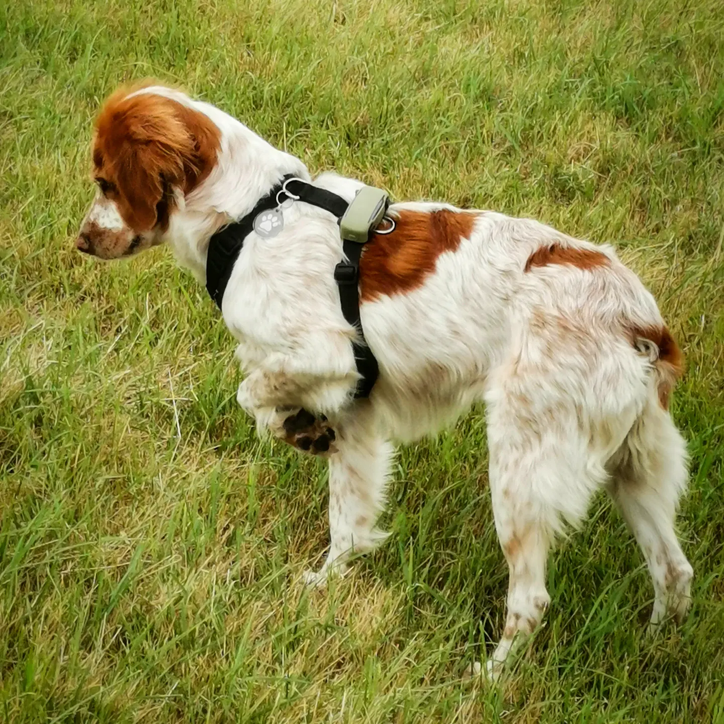 Ein kleiner französischer Jagdhund (Epagneul Breton), steht auf einer Wiese. Das Fell ist überwiegend weiß mit braunen Flecken. Die Vorderpfote ist angehoben, der Blick ist aufmerksam nach unten auf die Wiese vor ihm gerichtet. Das Bild zeigt den typischen Vorstehhund im Einsatz.
