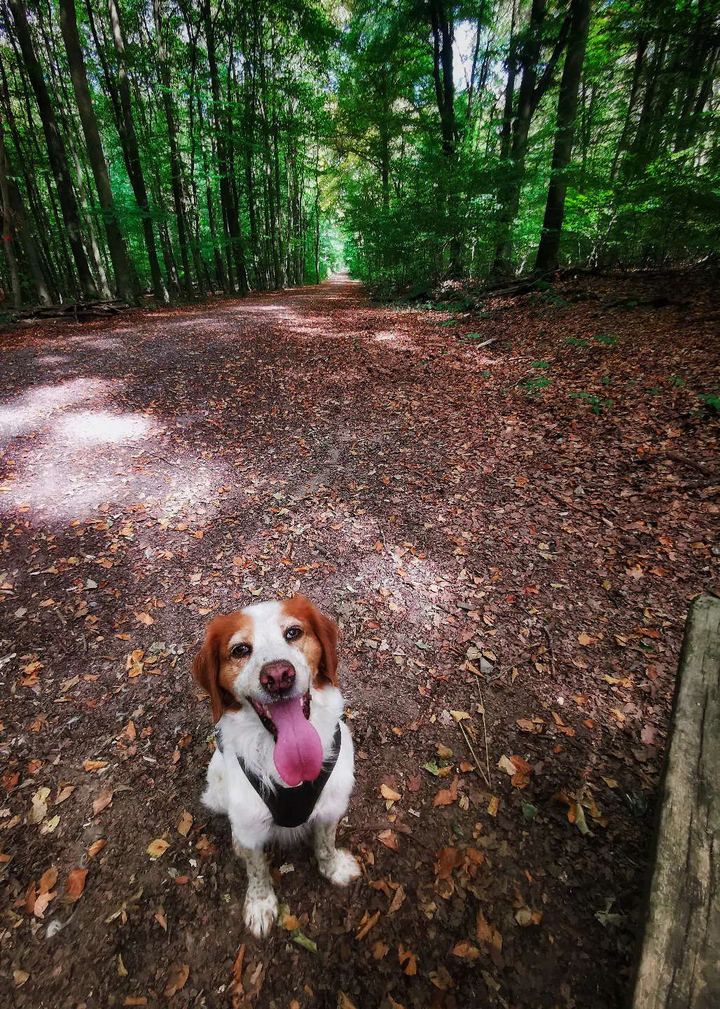 Ein Hund mit braun-weißem Fell und heraushängender Zunge sitzt auf einem mit Laub bedeckten Waldweg und schaut erwartungsvoll geradewegs in die Kamera. Im Hintergrund stehen hohe Bäume, deren grüne Blätter das Licht filtern. Rechts im Vordergrund ist ein Teil einer Holzbank zu sehen.