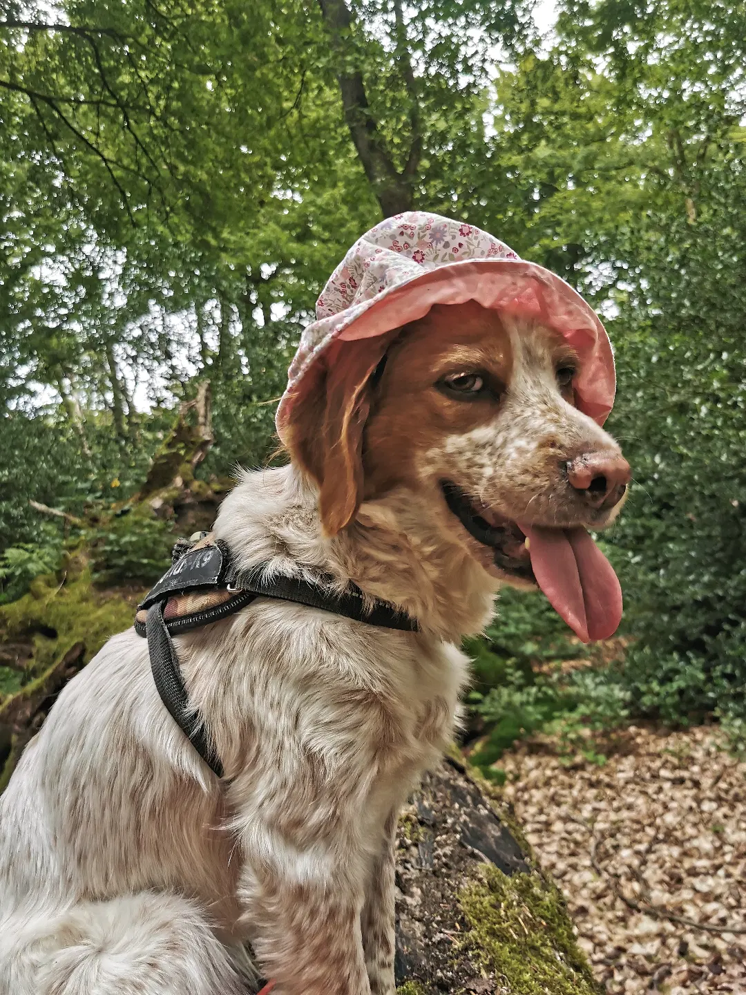 Ein Hund mit hellem, leicht geflecktem Fell sitzt im Wald auf einem Baumstamm. Er trägt ein rosa Hut mit Blumenmuster und ein schwarzes Geschirr. Die Zunge hängt weit heraus, das Maul ist geöffnet. Im Hintergrund sind grüne Bäume und Laub zu sehen.